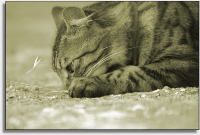Gatto.jpg