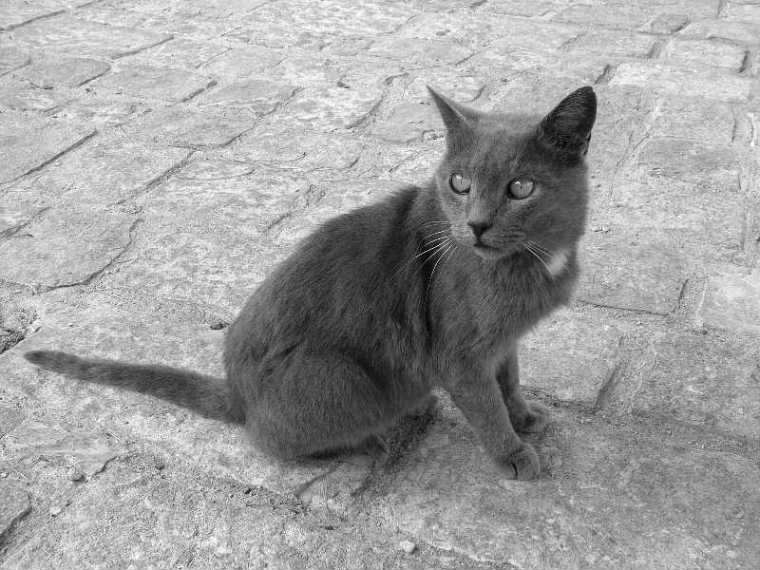 gatto.jpg