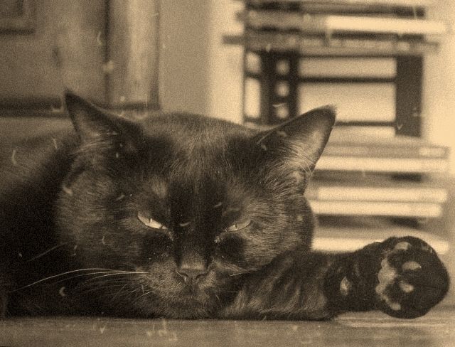 gatto.jpg