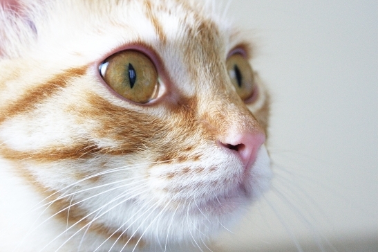 gatto 4u.jpg