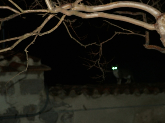 gatto.JPG