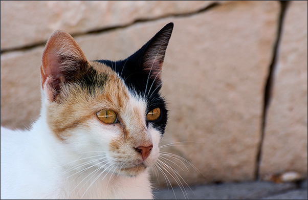 gatto.jpg