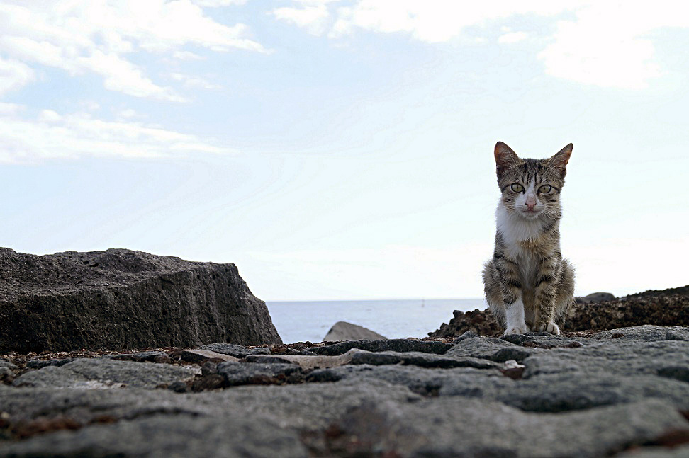 Gatto.jpg