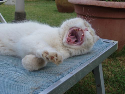 gatto.JPG