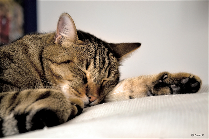 gatto.jpg