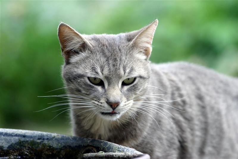 gatto.jpg