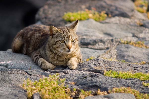 Gatto_90k.jpg