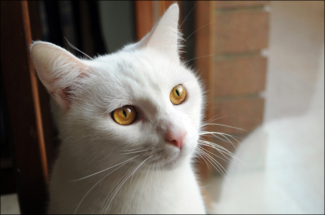 gatto.jpg