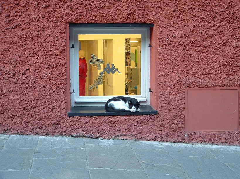 gatto.jpg