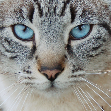 gatto.jpg