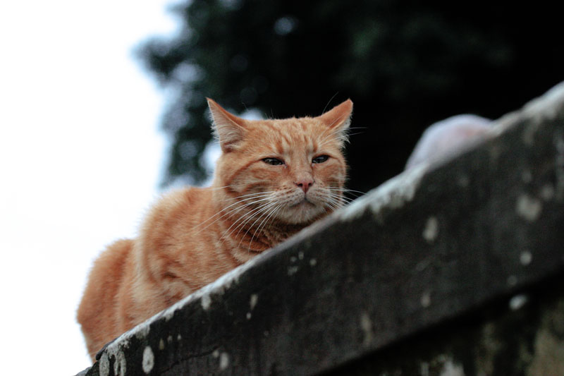 gatto all'attacco.jpg
