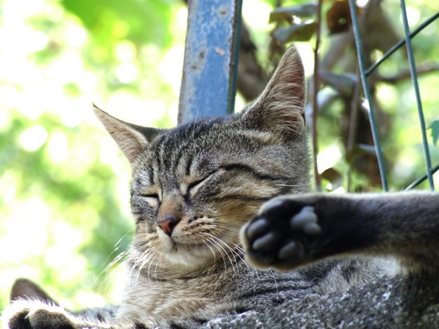 gatto_b.jpg