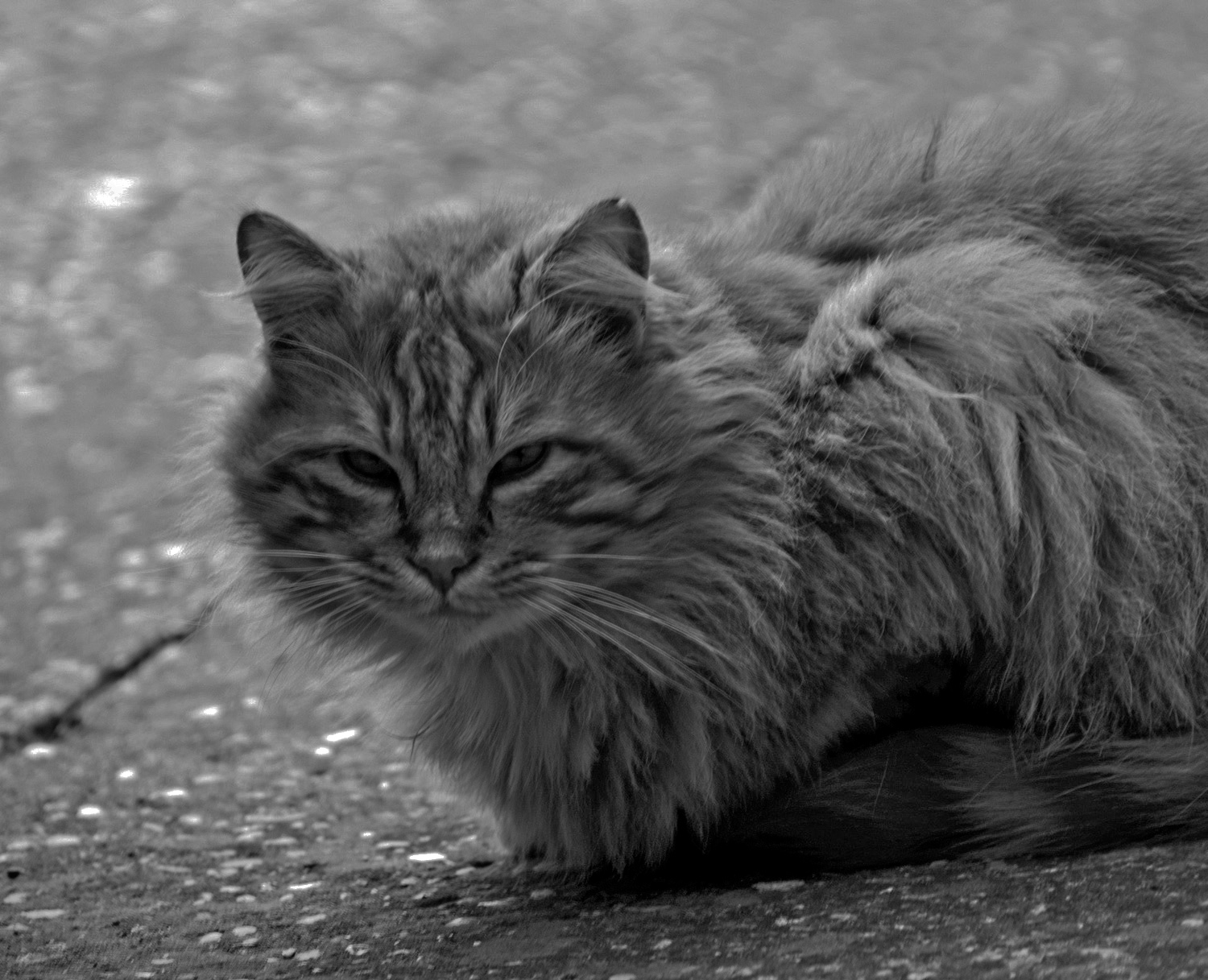 gatto bn 2.jpg