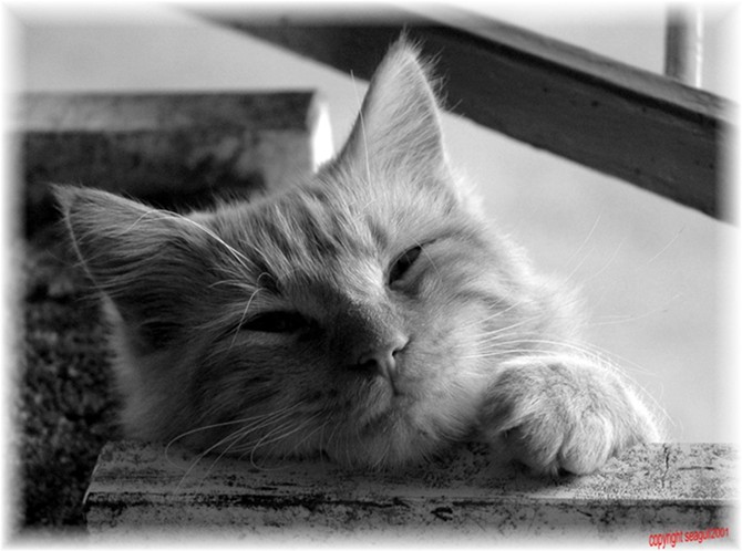 gatto_bn_firma_e_cornice.jpg