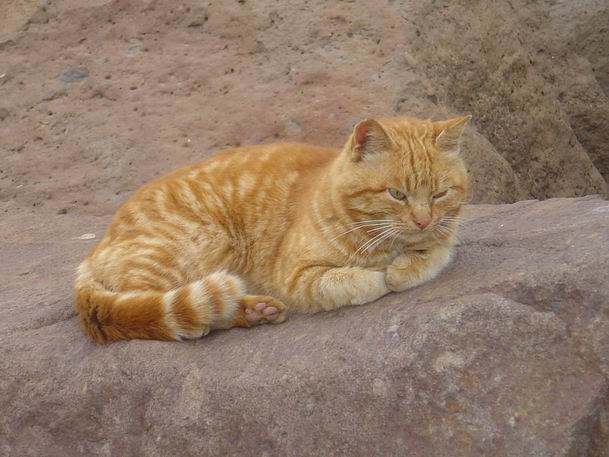 gatto bosa.jpg