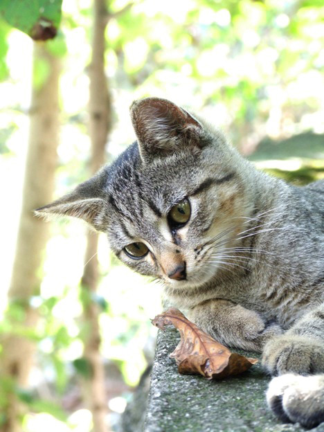 gatto_c.jpg