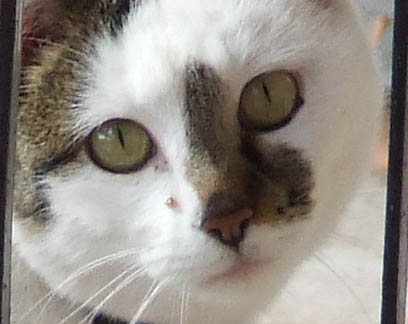 gatto crop.jpg