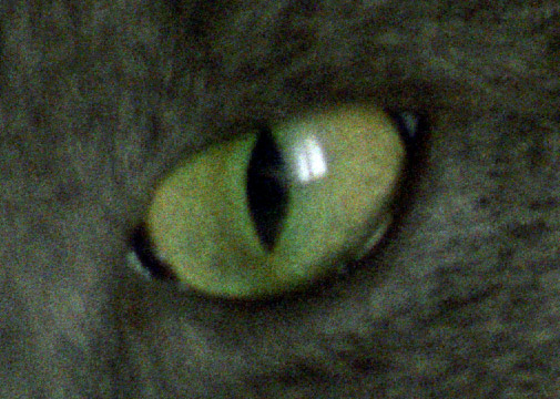 Gatto_dettaglio.jpg