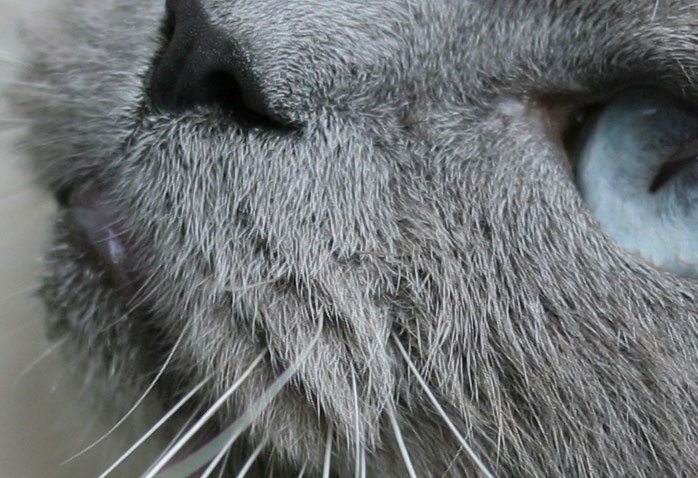 gatto_mao_slip2.jpg