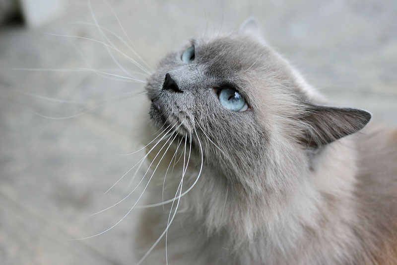 gatto_mao_slip.jpg