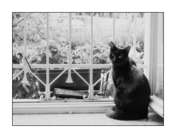 gatto nero bn4.jpg
