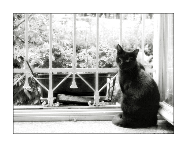 gatto_nero_bn4_100.jpg