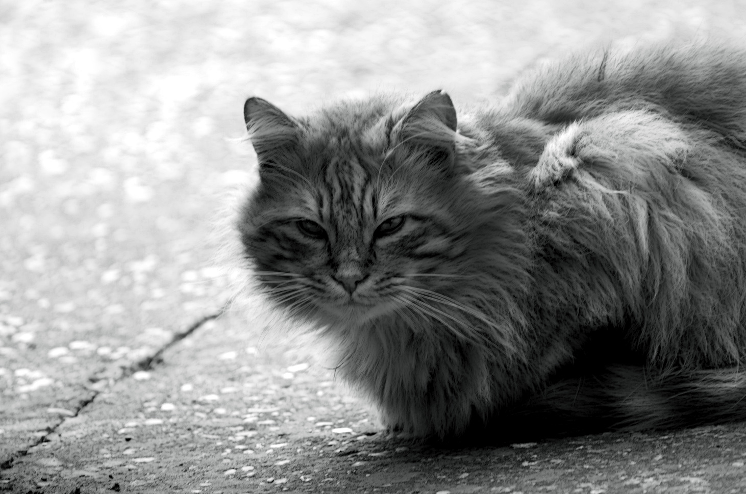 gatto_originale_152.jpg