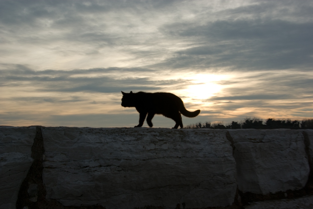 Gatto_originale.jpg