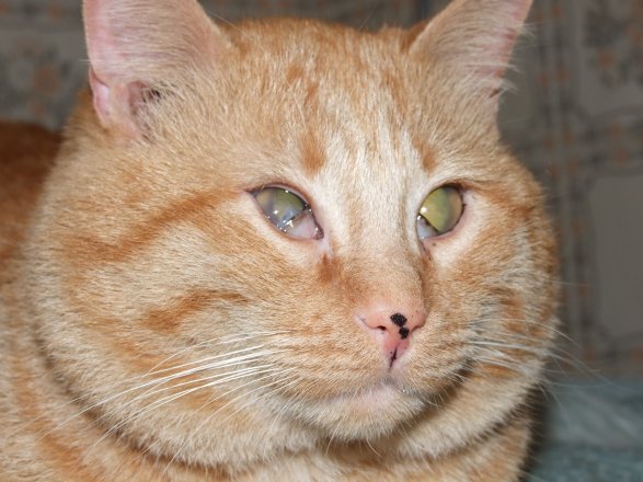 gatto rosso.JPG