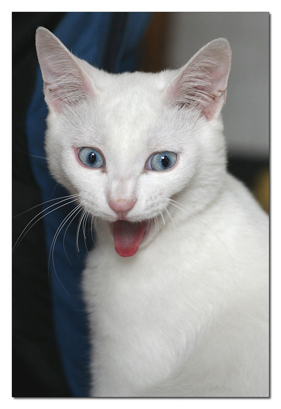 gatto sito.jpg