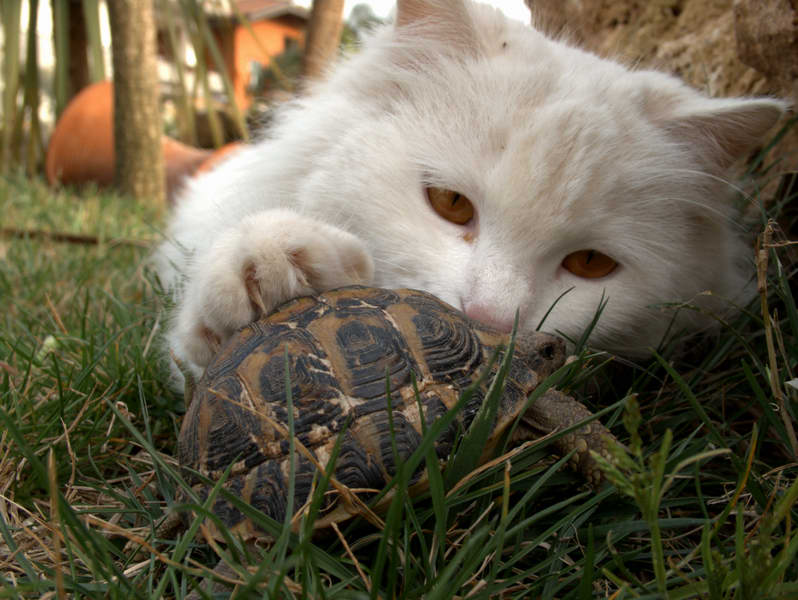 Gatto&Tarta_web.jpg