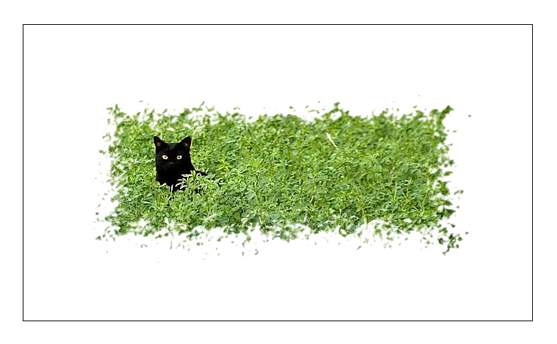gattoingattaWeb90.jpg