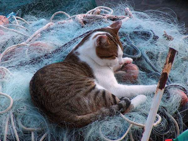 gattone.jpg