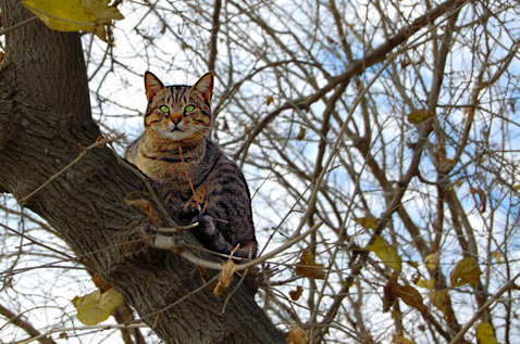 gattone.jpg