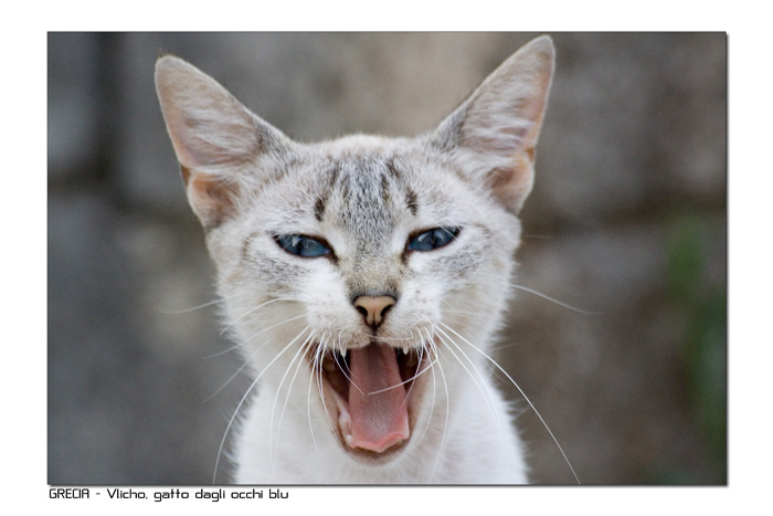 GattoOcchiBlu.jpg