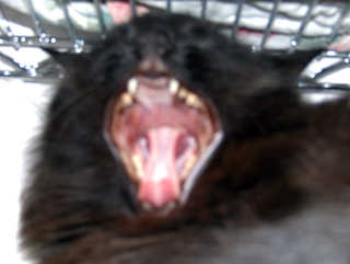 gattopiccola.jpg