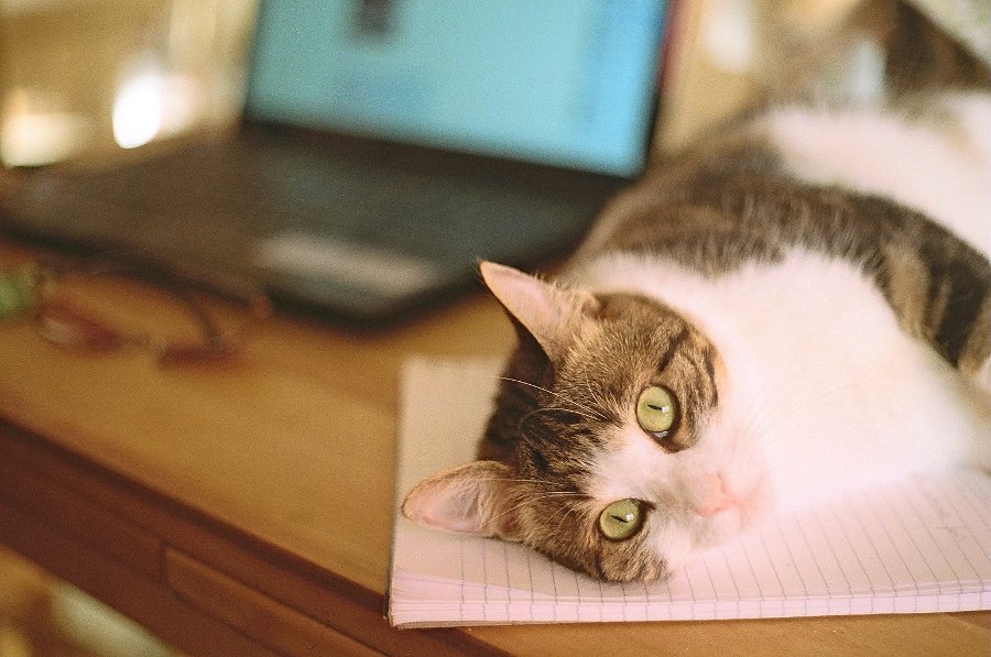 gattoportatilep.jpg