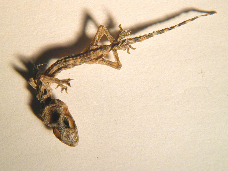 Gecko-skeleton1.jpg