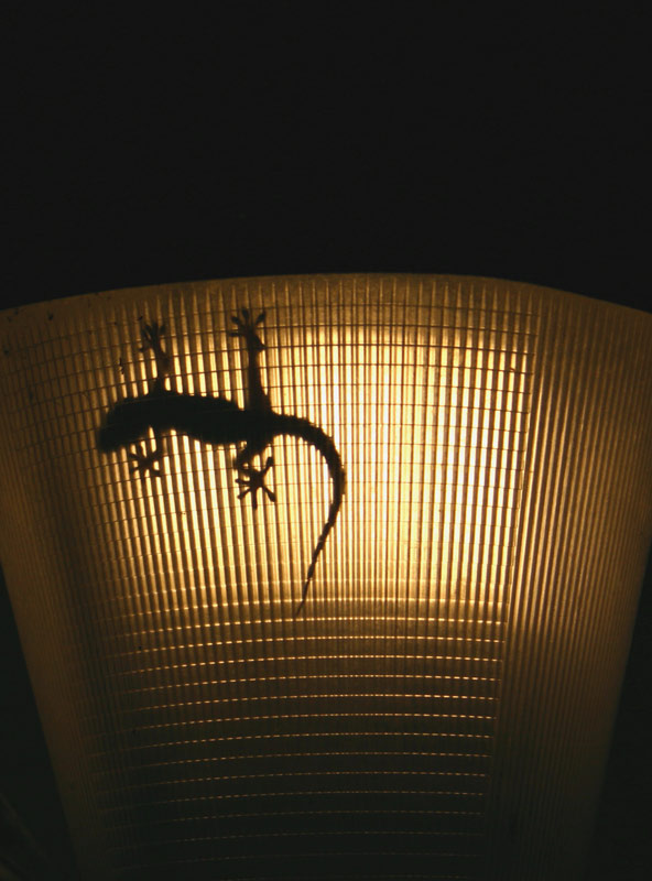 geko-2.jpg
