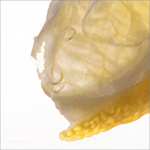 gemini9_lemon.jpg