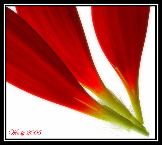 gerbera-mod.jpg