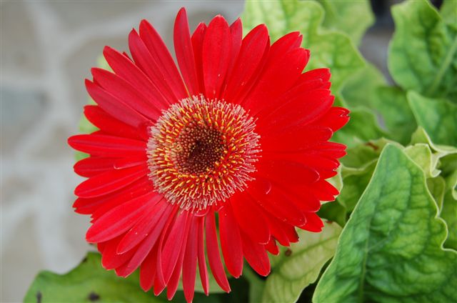 Gerbera.JPG