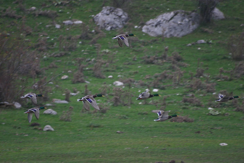 Germani-Reali-in-volo.jpg