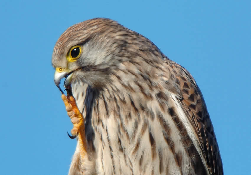 gheppio9.jpg