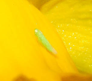 giallo-ospite-crop.jpg
