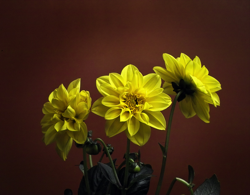 giallo2_b.jpg