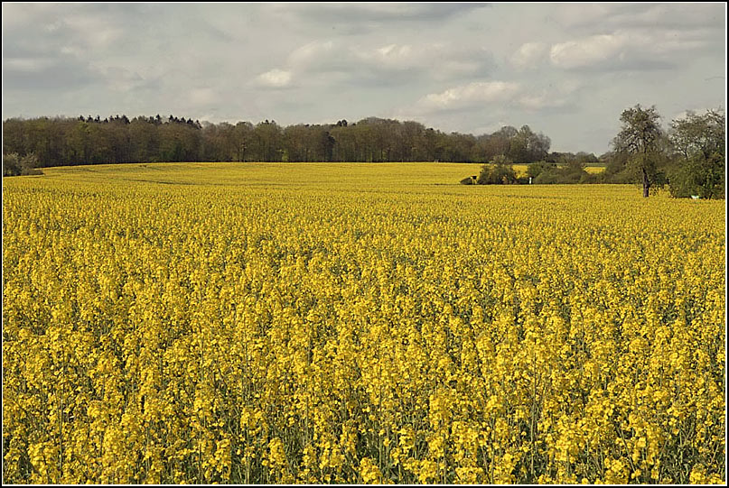 giallo.jpg