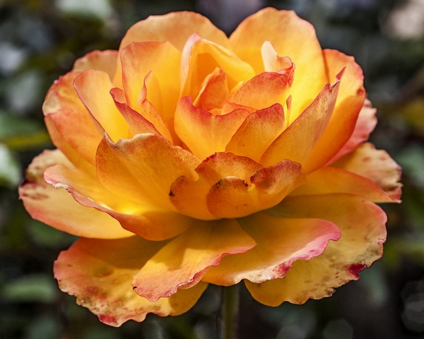 giallo rosa.jpg