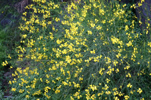 ginestra.jpg