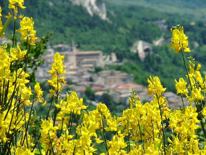 ginestre.jpg